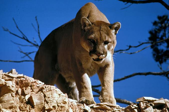Fatal encounter as Mountain Lion attack two brothers in California 1 dead, injured 1